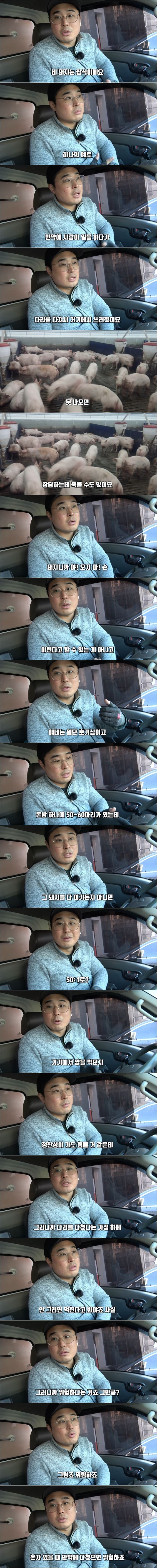 돼지 농장에서 종종 뼈다귀가 발견되는 이유_2.jpg