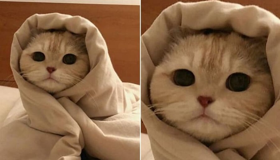 집사야.. 춥다냥!!_1.jpg