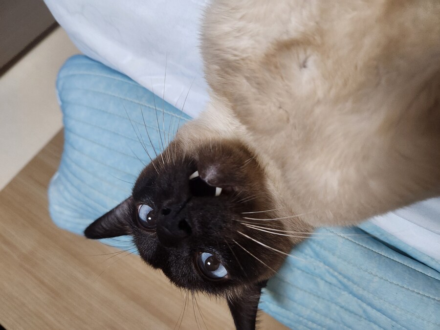 우리집 표정부자 고양이가 살고 있습니다_9.jpg