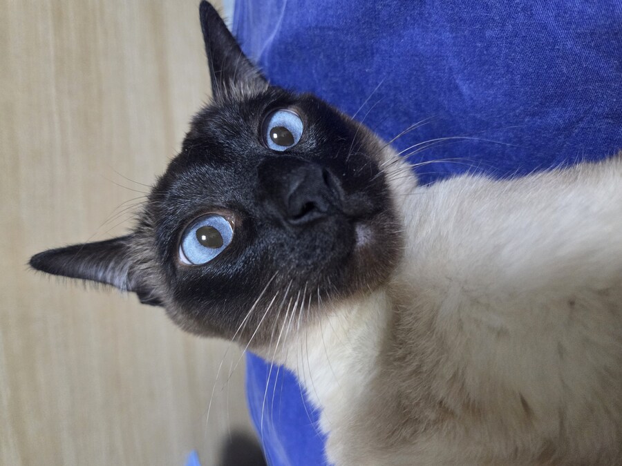 우리집 표정부자 고양이가 살고 있습니다_17.jpg