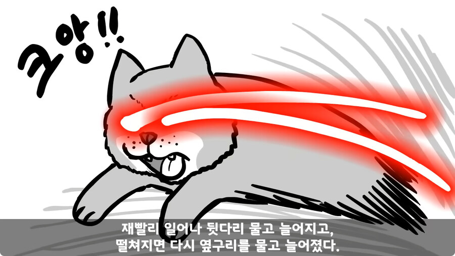 고라니 한 마리에게 해병대 1개 중대 전멸당한 썰.jpg_90.jpg