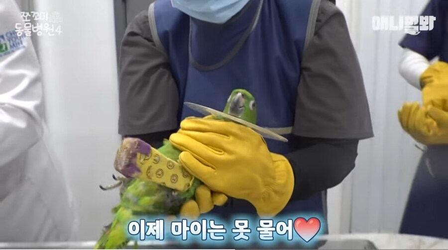 앵무새 다리 두동강 내버린 7살 아이들;;;_10.jpg