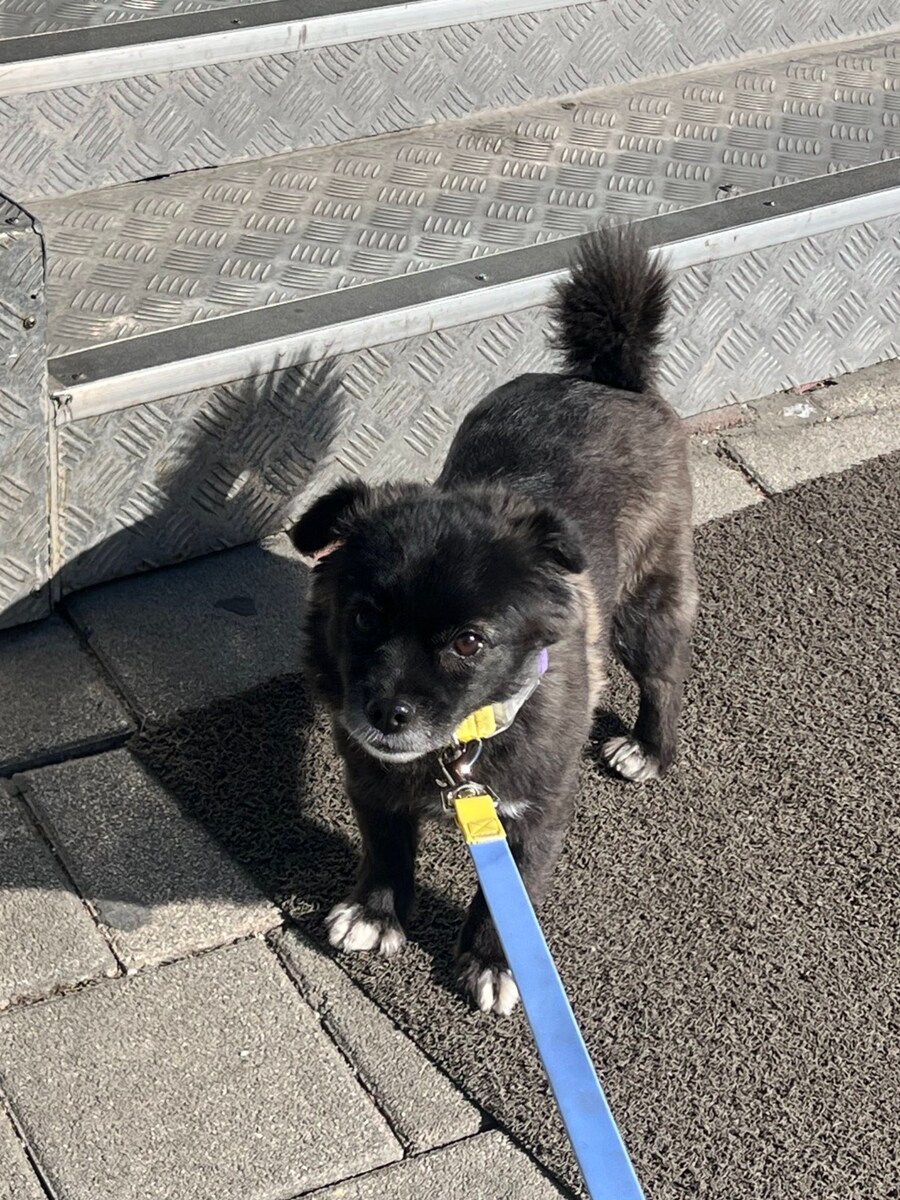 편의점에서 고구마 파는걸 개가 알게하면 안되는 이유.JPG_3.jpg