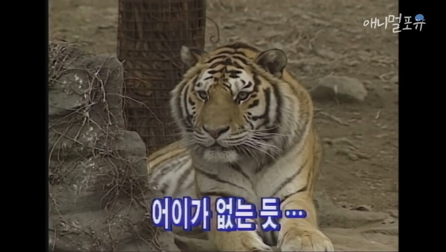 진짜 하룻강아지는 범 무서운 줄 모르는가 실험_4.jpg