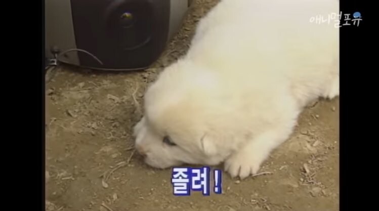 진짜 하룻강아지는 범 무서운 줄 모르는가 실험_5.jpg