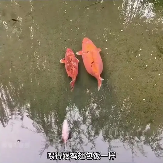 사료 민영화 동물원 대참사_6.webp