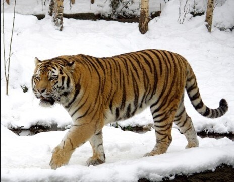 만약 한국에서 고려장을 했으면 일어나는 일_2.jpg