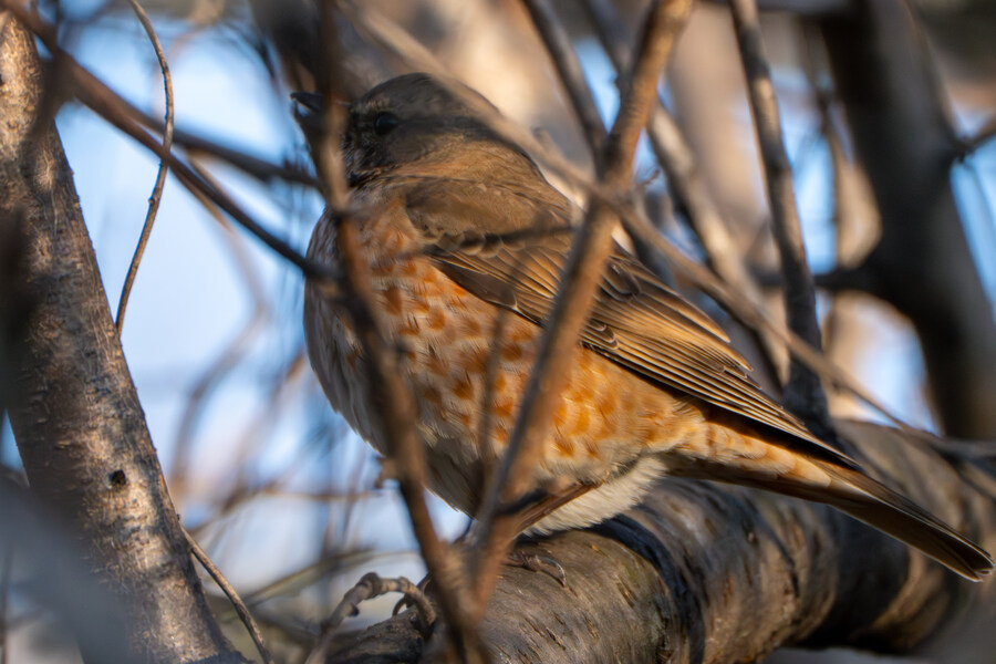 25년 첫 탐조_4.jpg