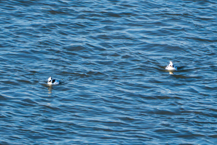 25년 첫 탐조_10.jpg