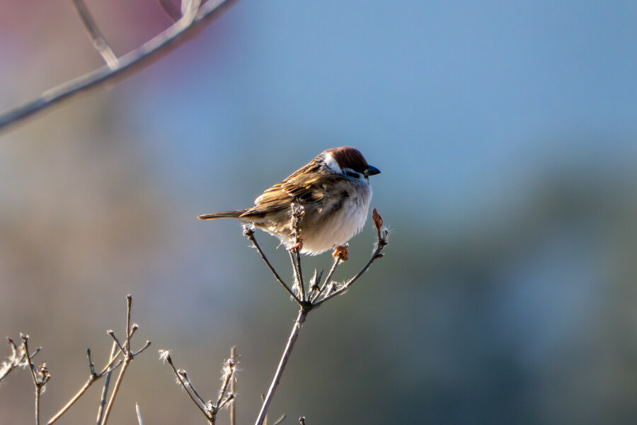 25년 첫 탐조_13.jpg