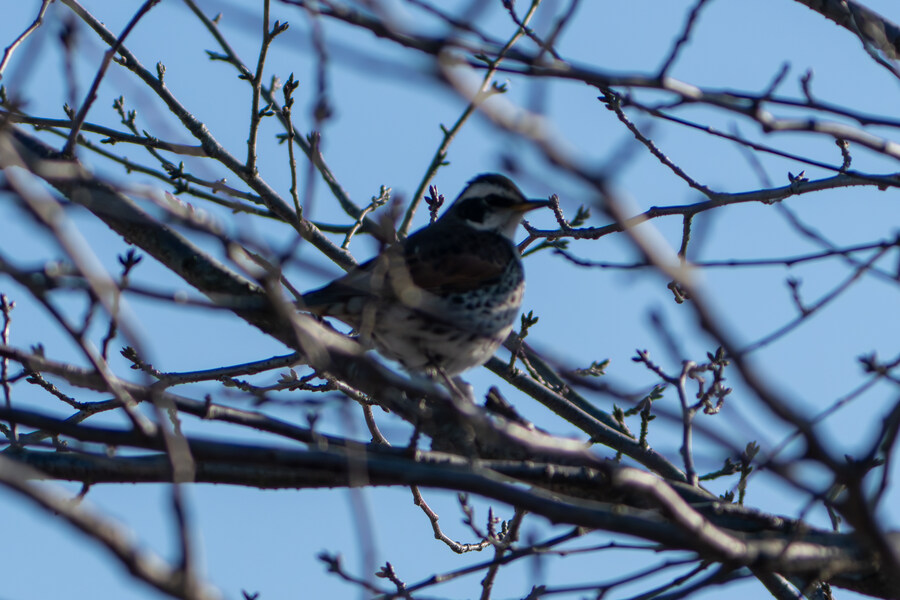 25년 첫 탐조_18.jpg