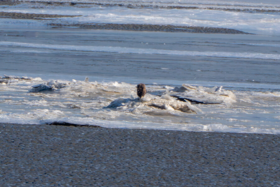 25년 첫 탐조_22.jpg