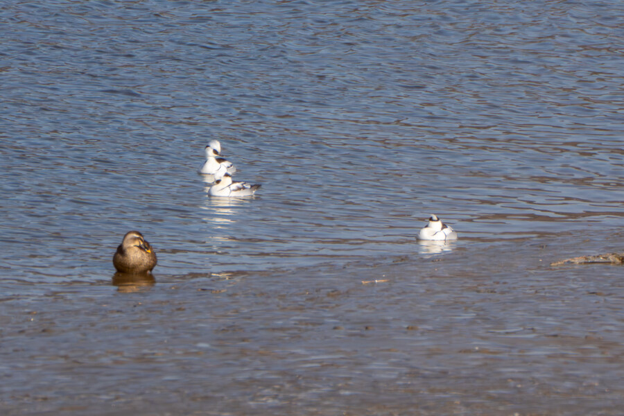 25년 첫 탐조_24.jpg