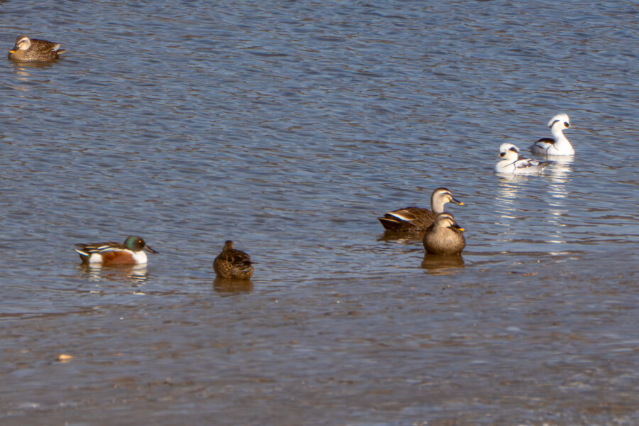 25년 첫 탐조_25.jpg