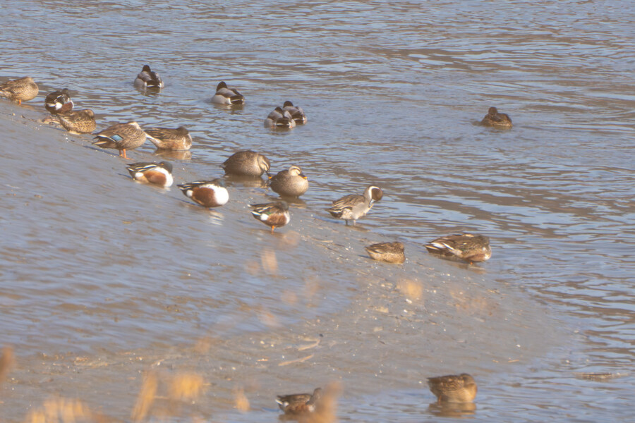 25년 첫 탐조_26.jpg
