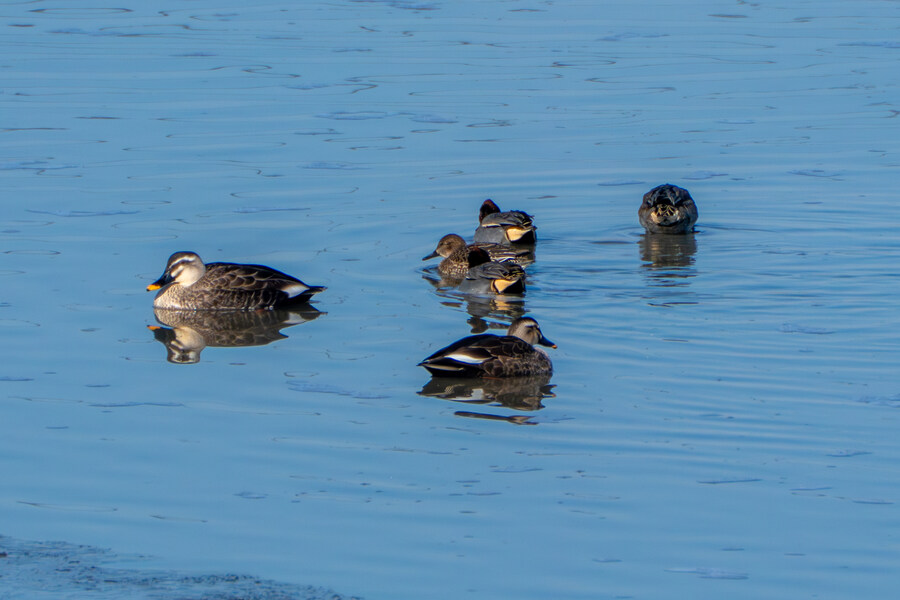 25년 첫 탐조_33.jpg