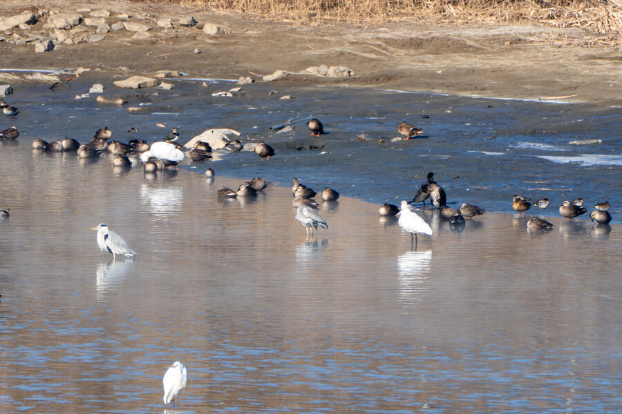 25년 첫 탐조_34.jpg