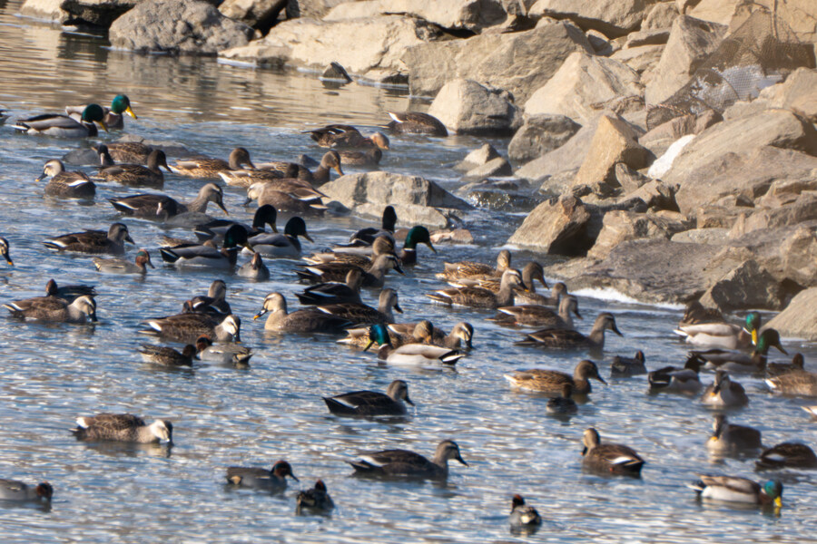 25년 첫 탐조_36.jpg