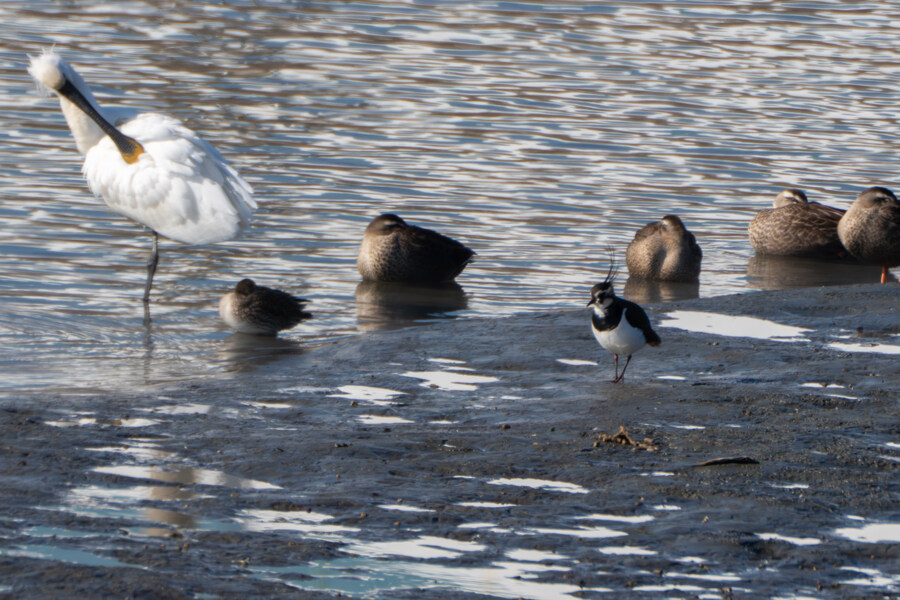 25년 첫 탐조_38.jpg