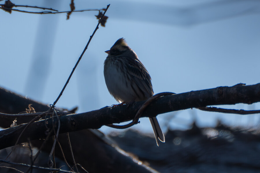 25년 첫 탐조_42.jpg