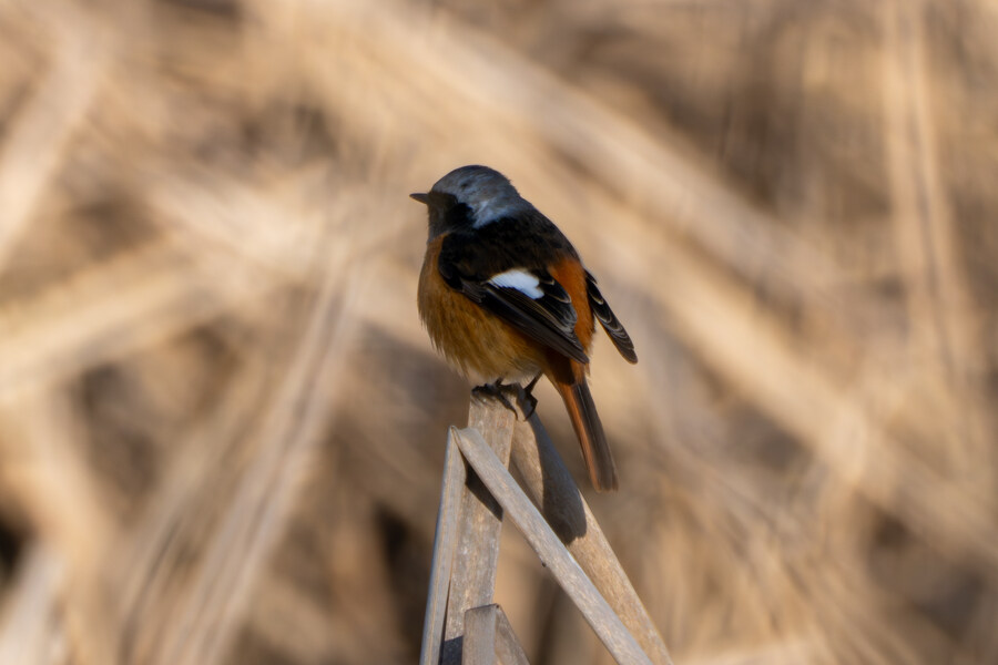 25년 첫 탐조_51.jpg