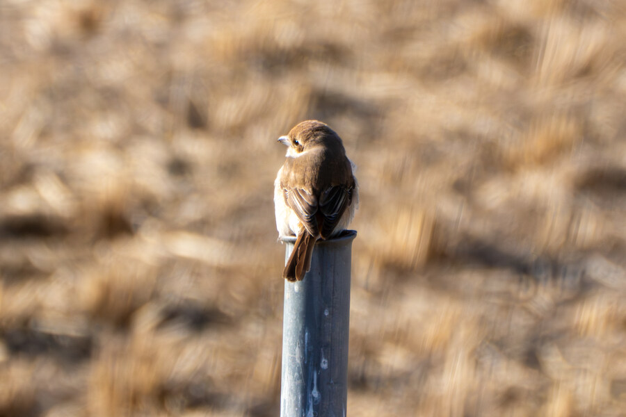 25년 첫 탐조_60.jpg