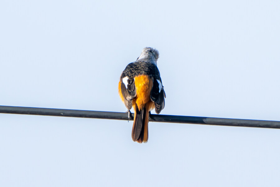 25년 첫 탐조_63.jpg