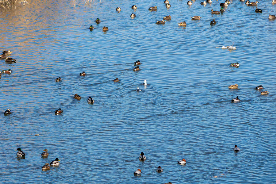 25년 첫 탐조_65.jpg