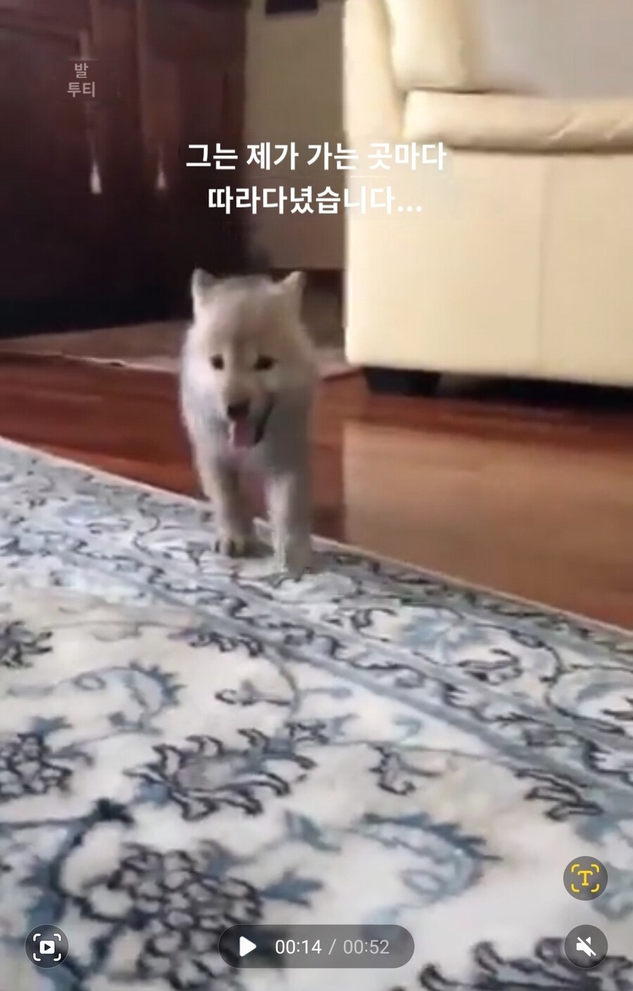 실수로 늑대를 키웠다는 외국인썰_5.jpg