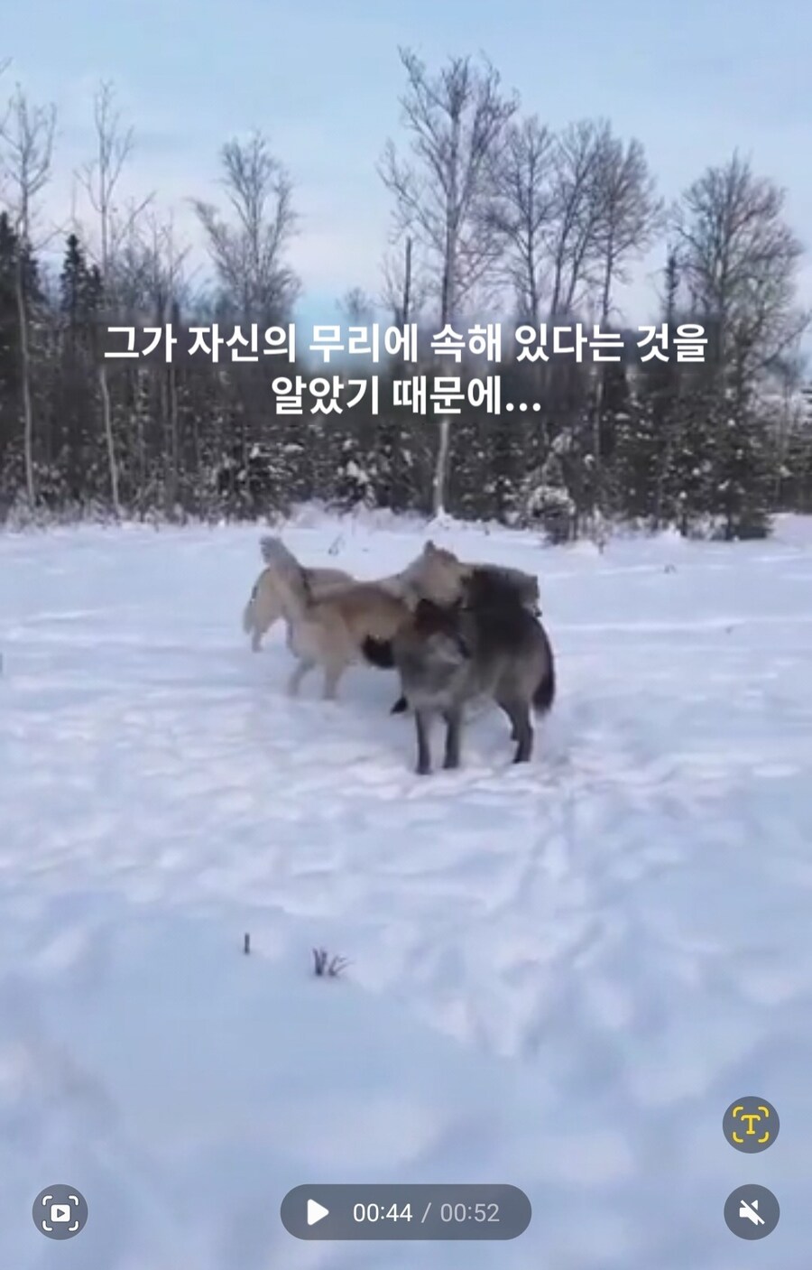 실수로 늑대를 키웠다는 외국인썰_12.jpg