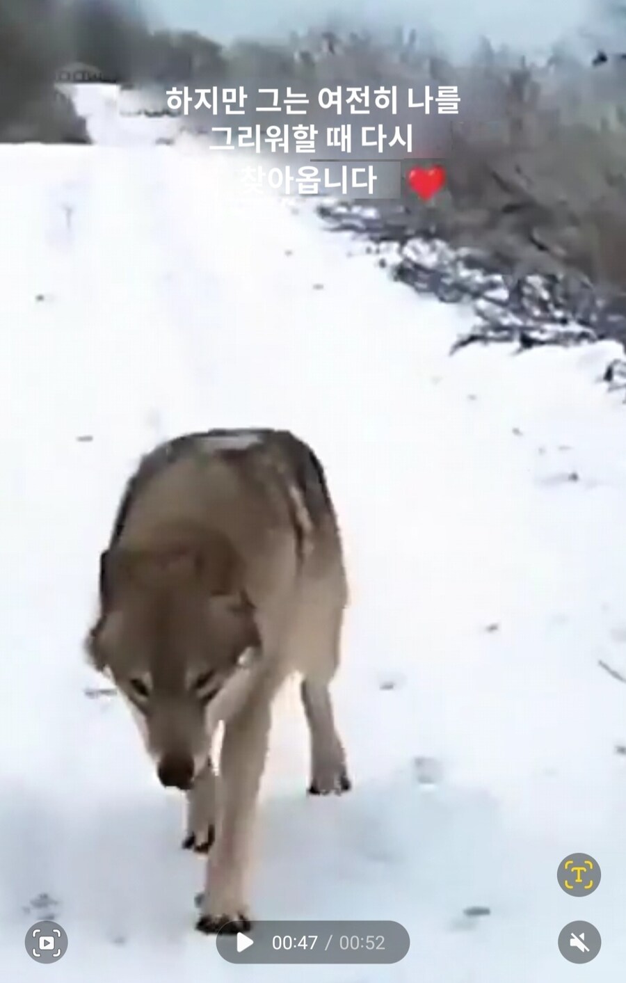 실수로 늑대를 키웠다는 외국인썰_13.jpg