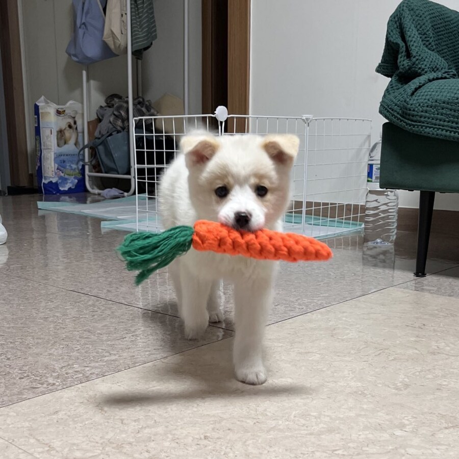 강아지 처음 키워본 엄마가 매일 목욕시킴.x_4.jpg