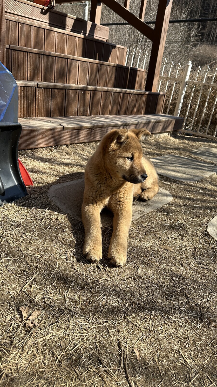 장인장모님댁에 왔더니 강아지식구들이 늘었어요 ㄷㄷ_2.jpg