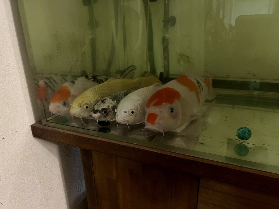 천적이 없을때 물고기 자는 모습_1.jpg