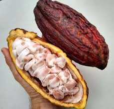 의외로 기후재앙만의 탓이 아닌 농작물_1.jpg