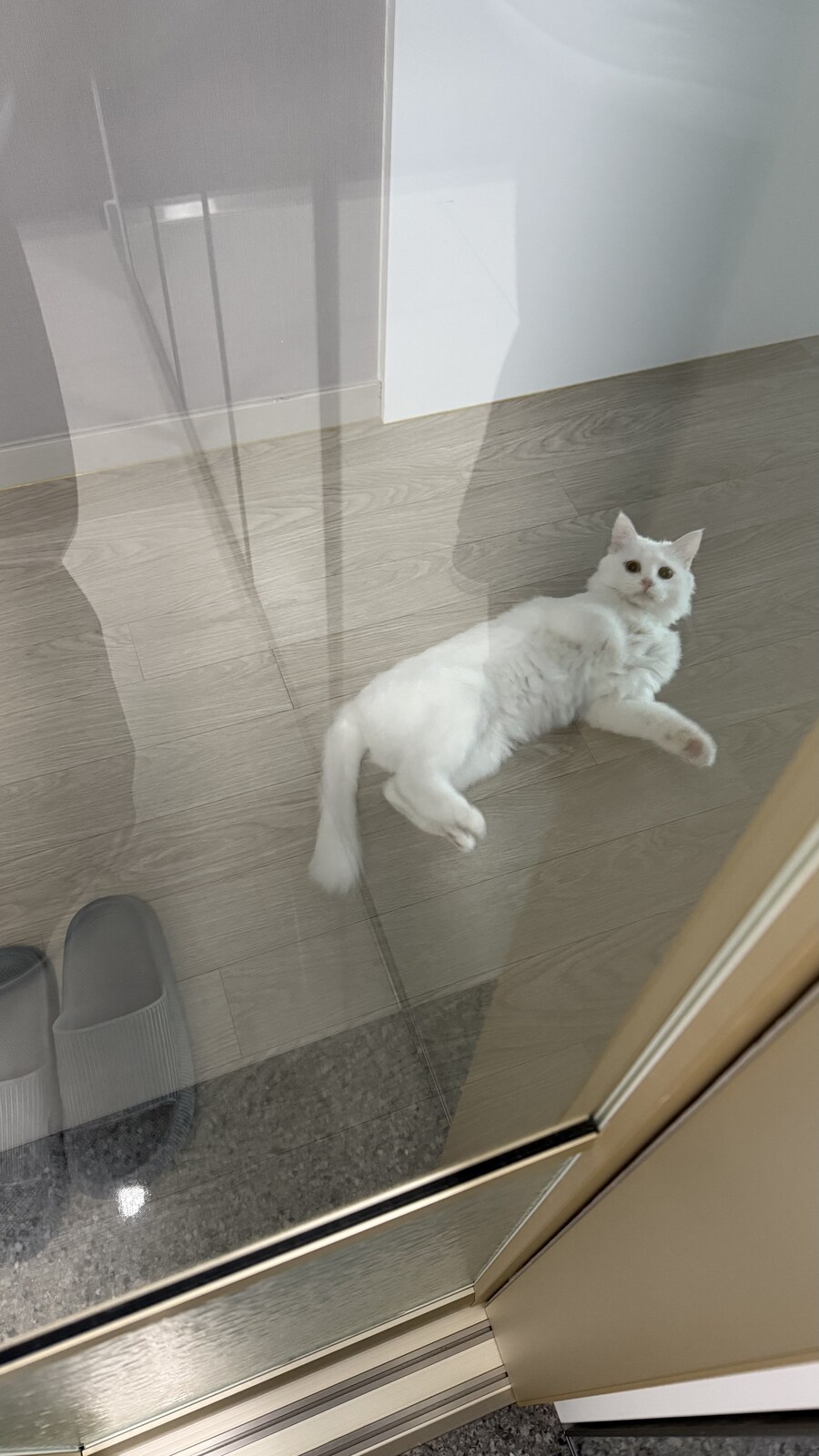 고양이가 출근하지말라네_2.jpg