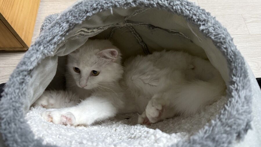 고양이가 출근하지말라네_8.jpg