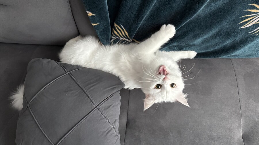 고양이가 출근하지말라네_10.jpg