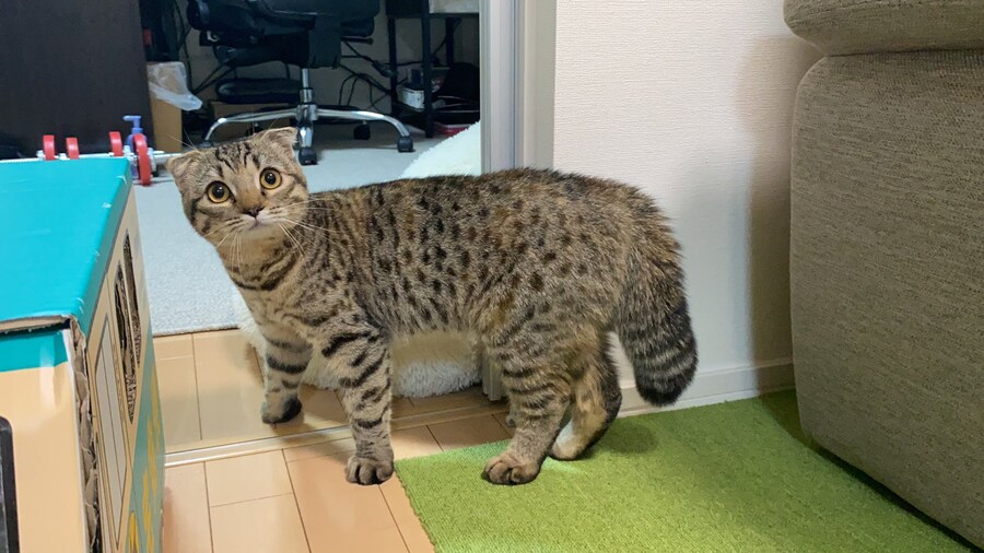 지진을 태어나서 처음 겪어본 스코티쉬 폴드_1.jpg