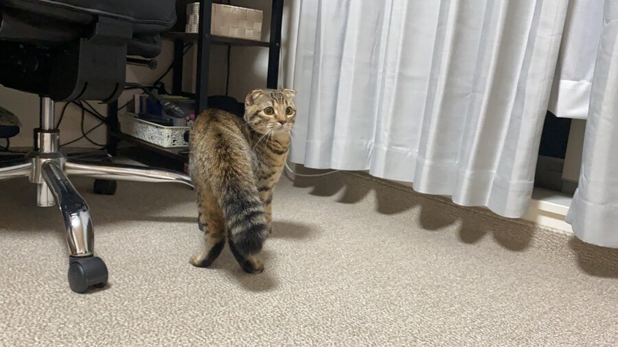 지진을 태어나서 처음 겪어본 스코티쉬 폴드_2.jpg