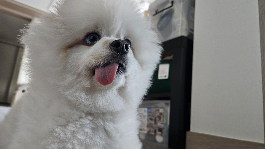 개 키우고 난 후 바뀐점들_2.jpg