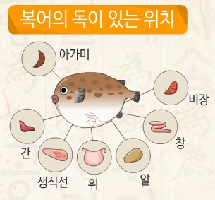 복어)의 독이 있다는 위치_1.png
