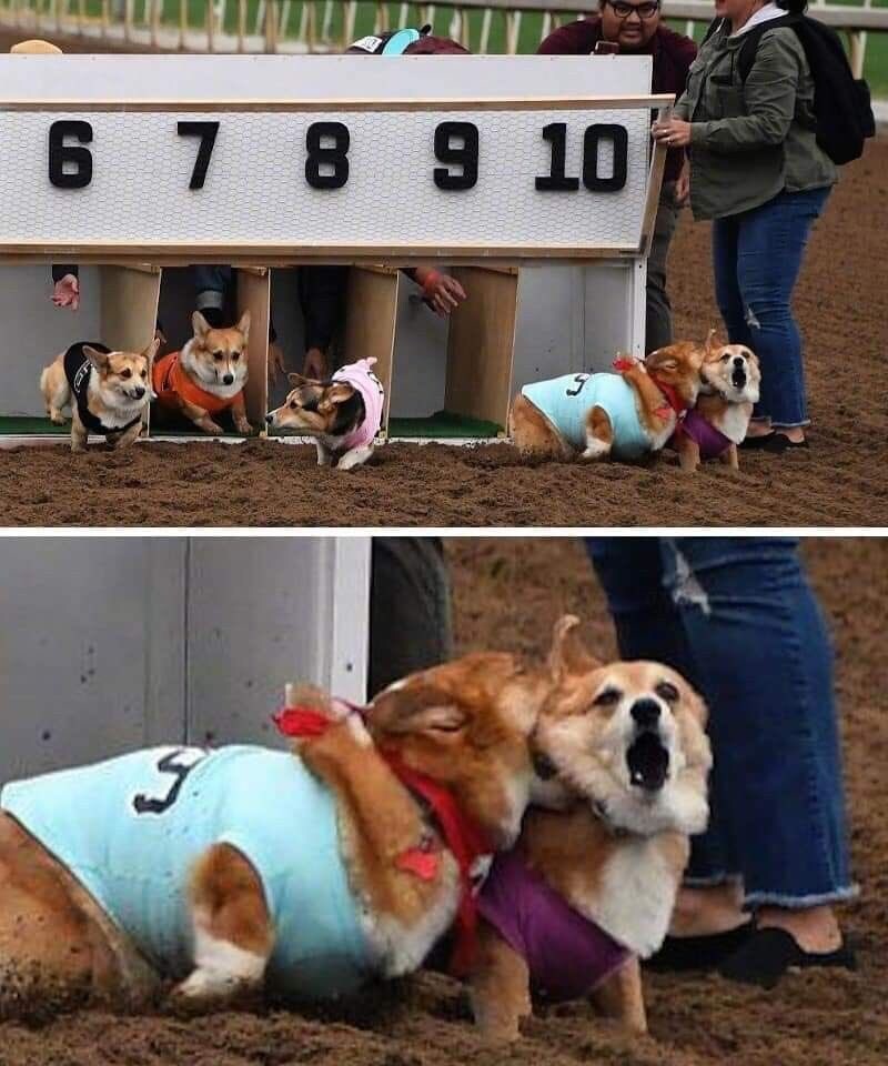 웰시코기 경주의 엄청난 승부욕_1.jpg