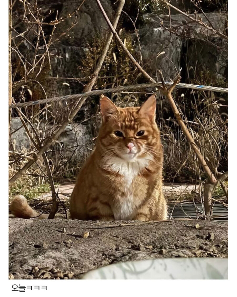 할머니에게 걸린 길냥이_2.jpg