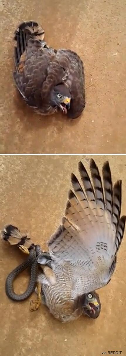 매 독으로 고통스럽게 죽는 장면_1.jpg