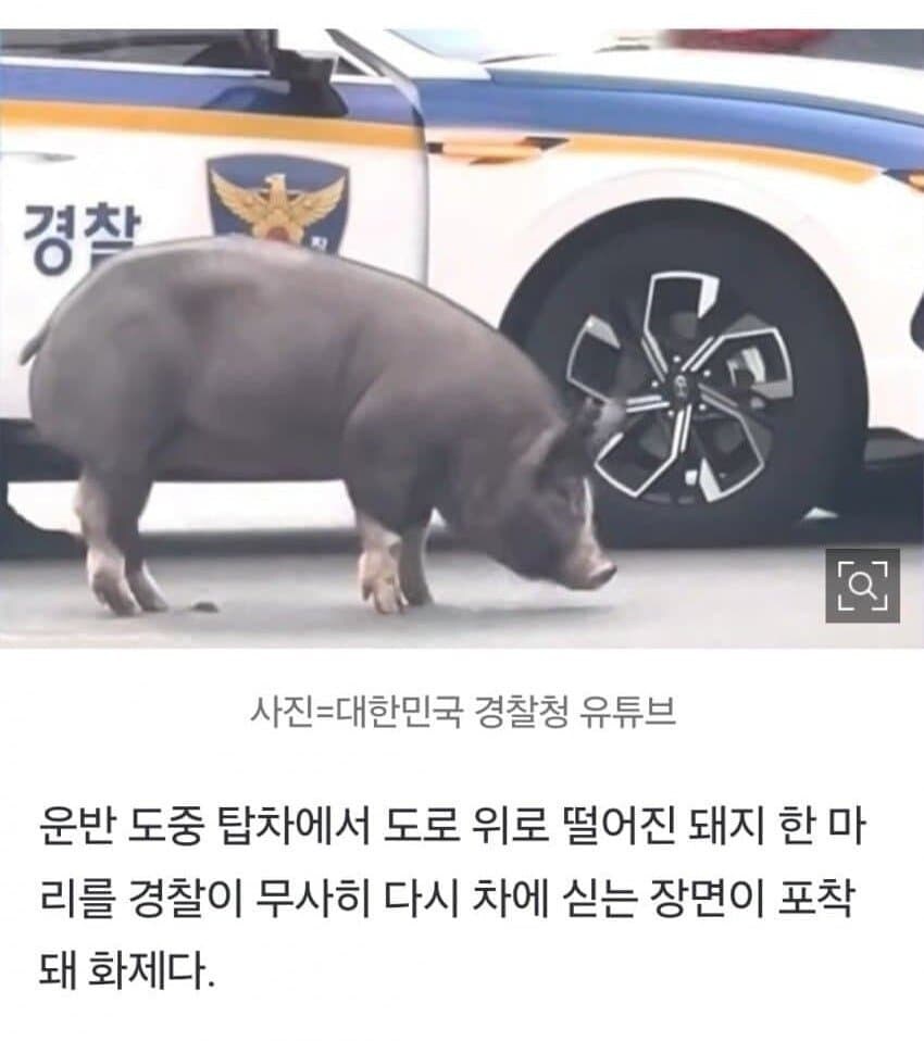 경찰 때문에 잡혀간 돼지.jpg_1.jpg