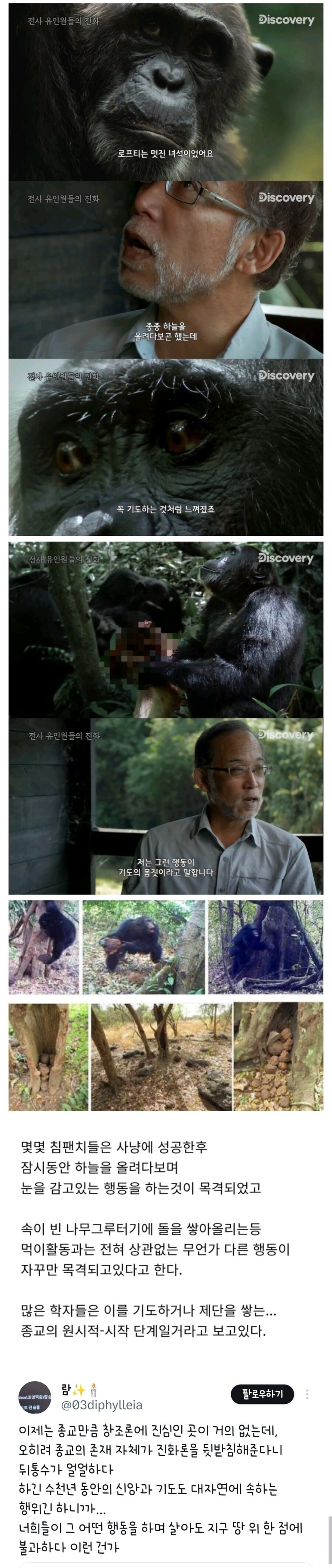 최근 종교를 가지기 시작한것 같은 침팬지들 ㄷㄷ.JPG_1.jpg