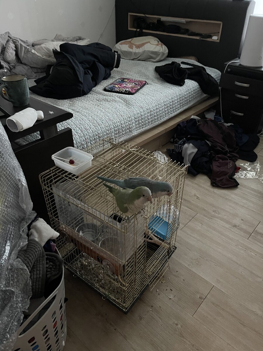 앵무새) 안방에 놓고 자는데 나랑 1:2로 싸워서_1.jpg