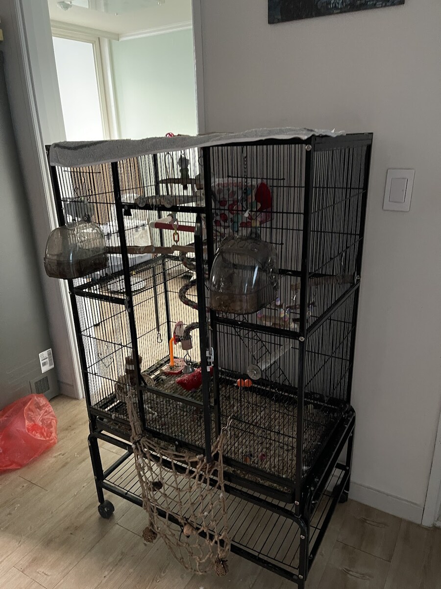 앵무새) 안방에 놓고 자는데 나랑 1:2로 싸워서_2.jpg