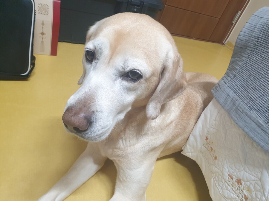 야식 먹으려니까 자다가도 귀신같이 쫓아오네._1.jpg